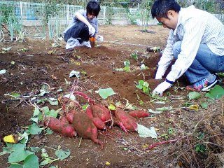 サツマイモ収穫