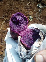 焼き芋